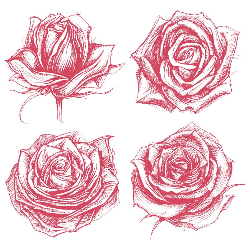 Roses Drawing set 02 Vector art | Tshirt-Factory